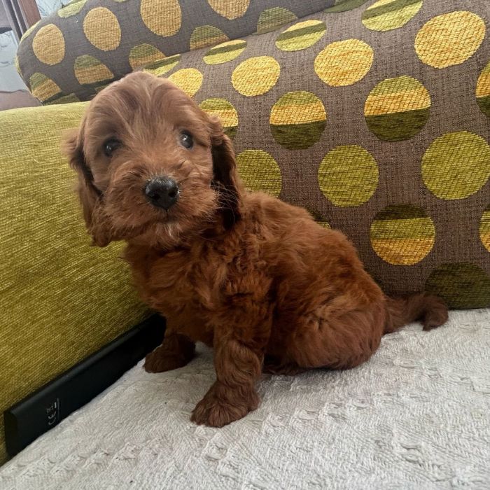 Cockapoo cachorro