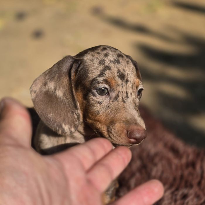Dachshund