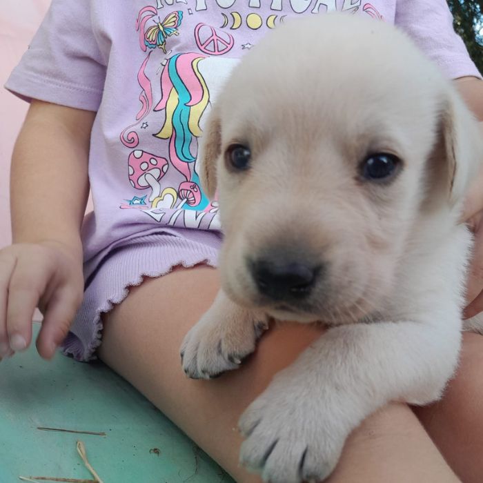 Labrador Retriever