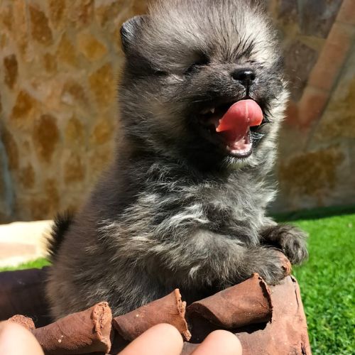 Pomerania cara de muñeca