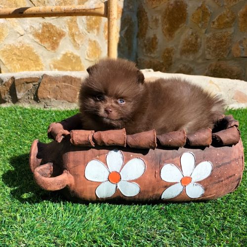 Pomerania cara de oso