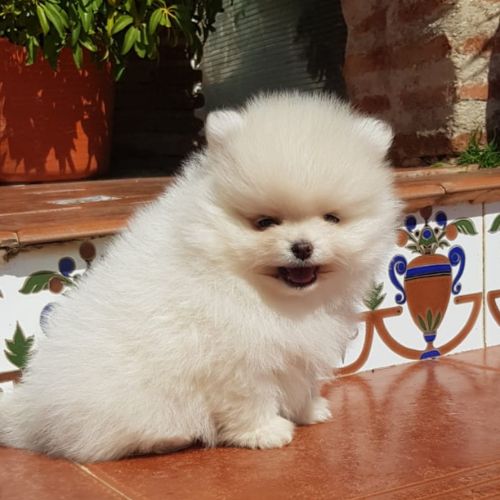Pomerania cara de zorro