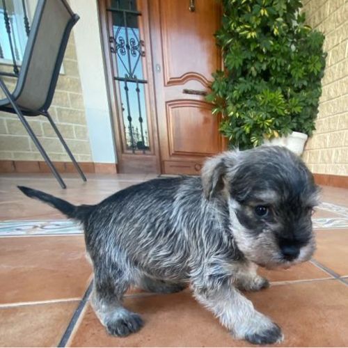 Schnauzer Gigante