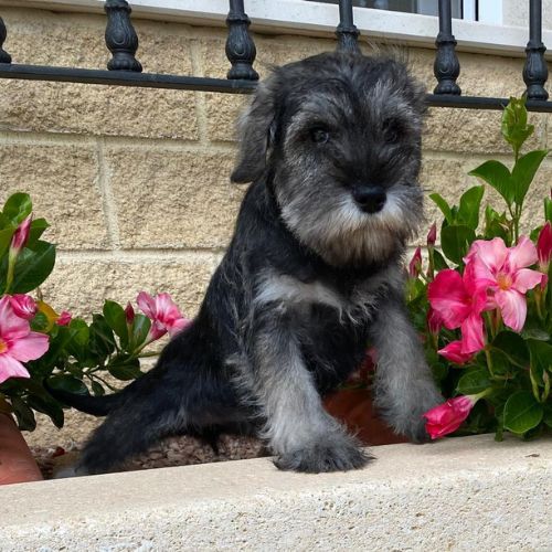 Schnauzer Mediano