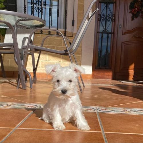 Schnauzer Mini cachorro