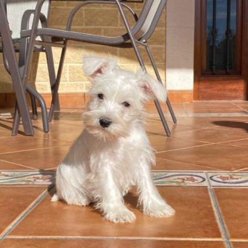 Schnauzer Miniatura cachorro
