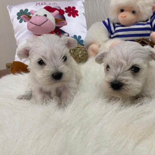 Schnauzer Miniatura