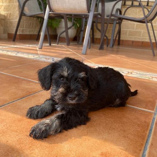 Schnauzer sal y pimienta