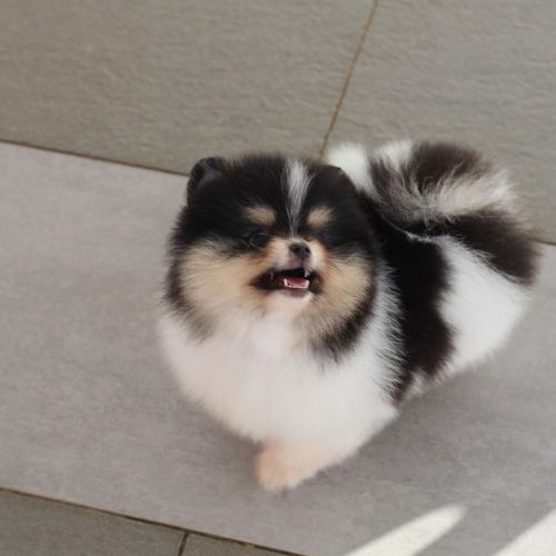 Spitz Alemán