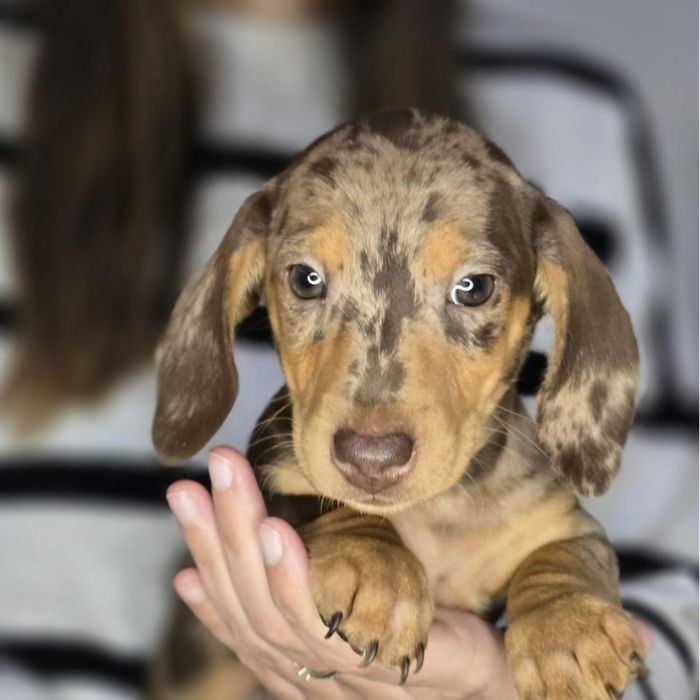 Teckel Kaninchen
