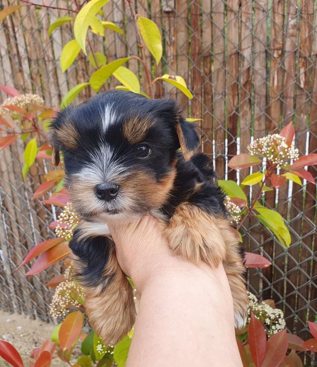 Yorkshire Terrier Toy