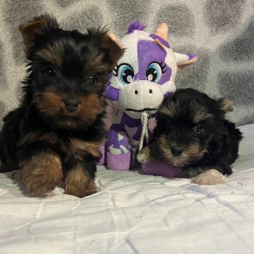 Yorkshire Terrier cachorro