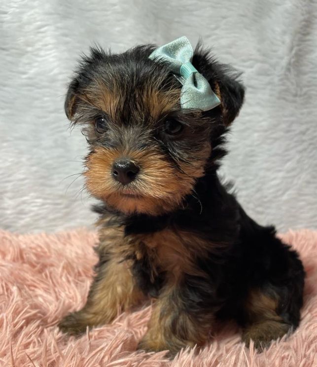 Yorkshire Terrier mini