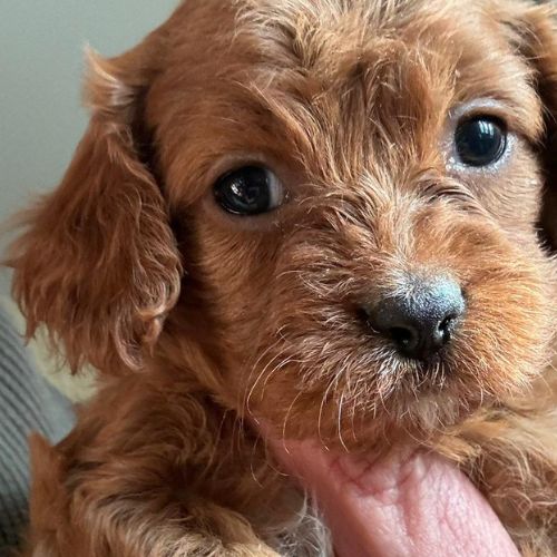 cachorro Cavapoo