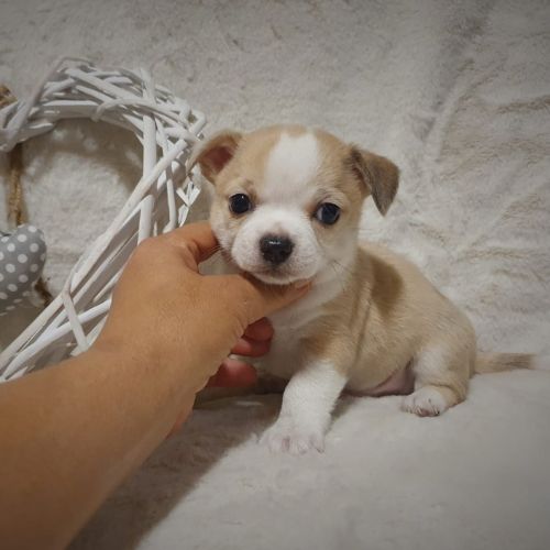 cachorro Chihuahua