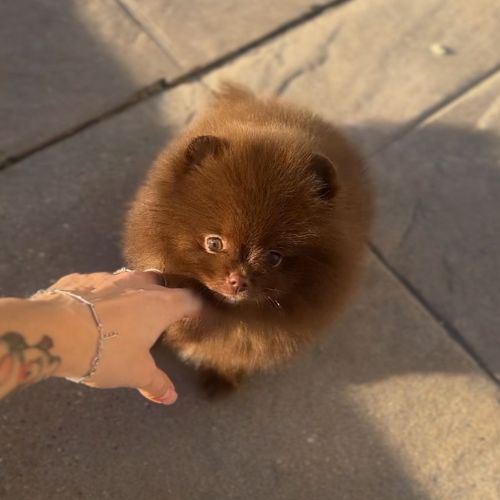 cachorro Pomerania