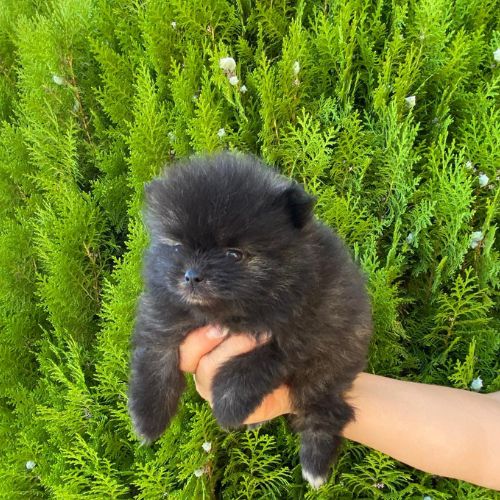 cachorro Pomerania en venta