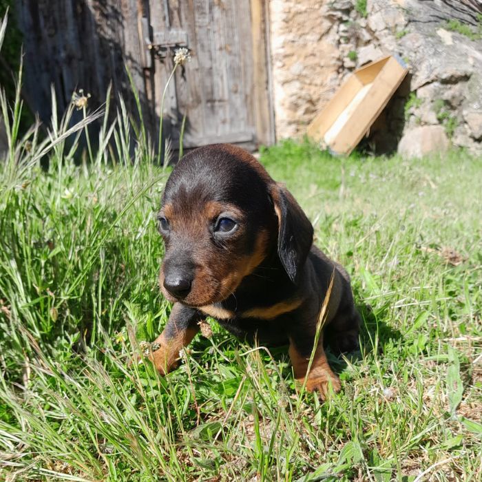 cachorro Teckel