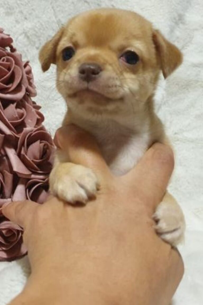 cachorro de Chiguagua