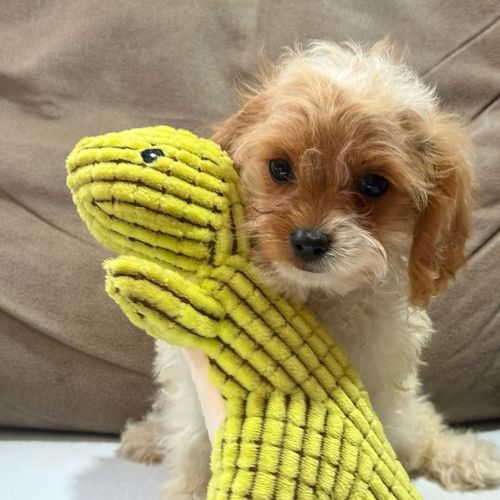cachorros Cavapoo