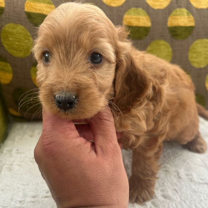 cachorros Cockapo