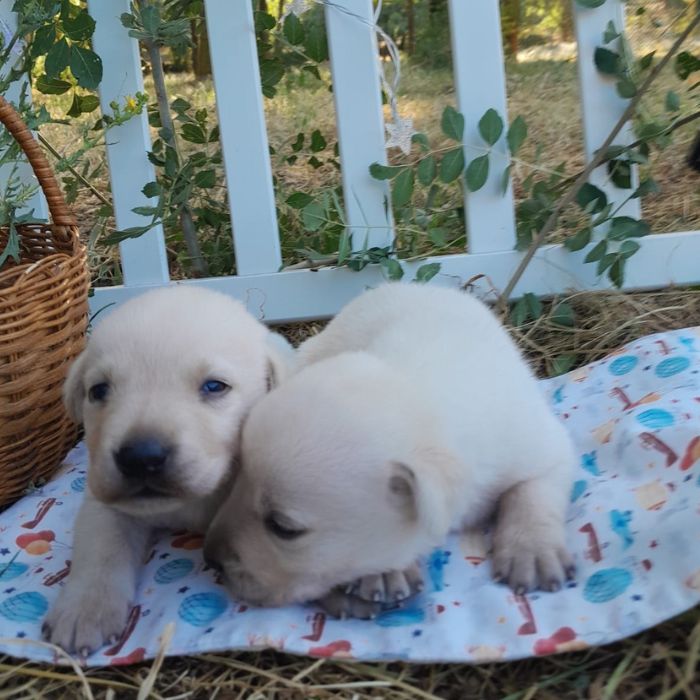 cachorros Labrador Retriever