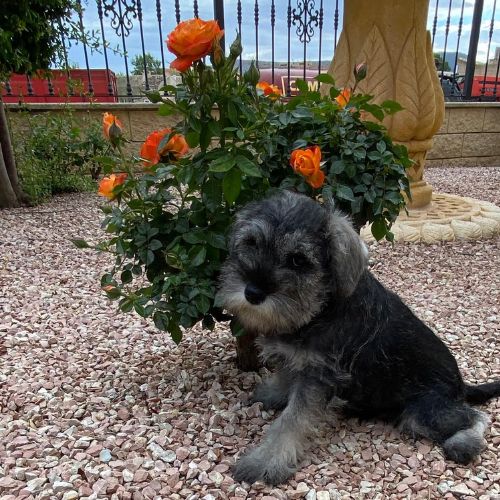 cachorros Schnauzer Mini