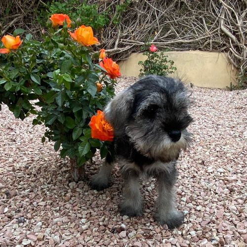 cachorros Schnauzer Miniatura