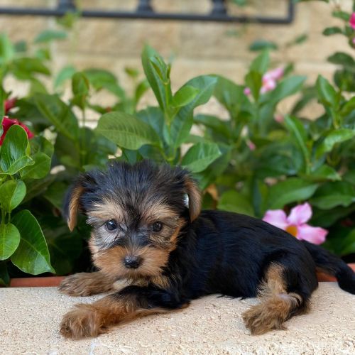 cachorros Yorkshire Terrier