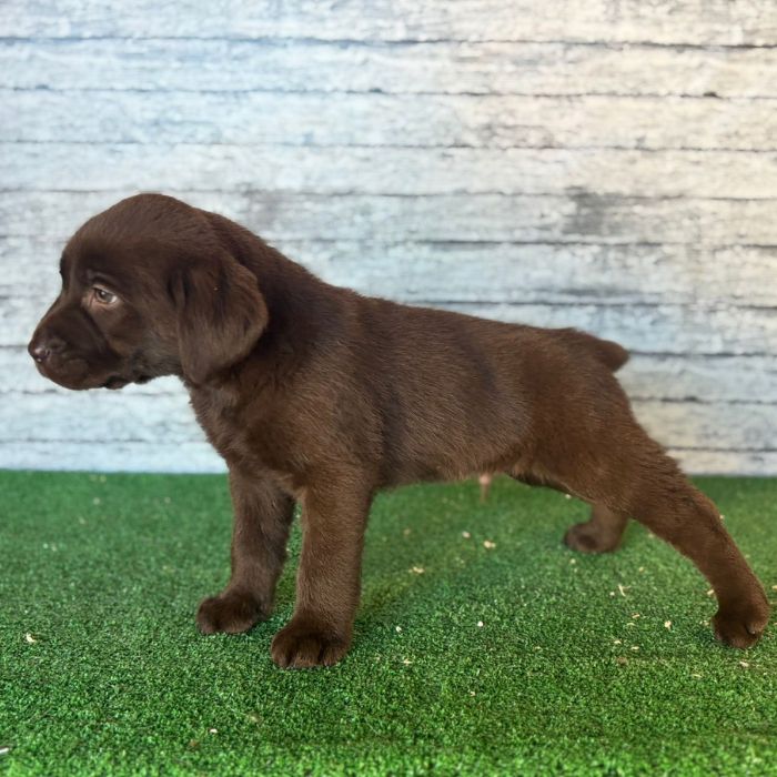 cachorros de Labrador Retriever