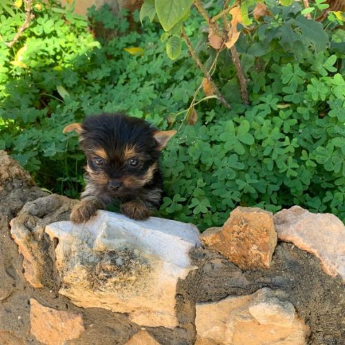 cachorros de Yorkie