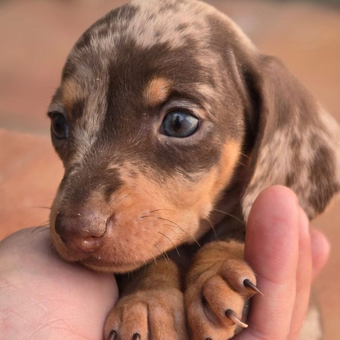 cachorros de perro salchicha