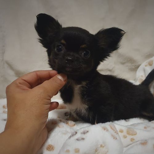 camadas de cachorros Chihuahua