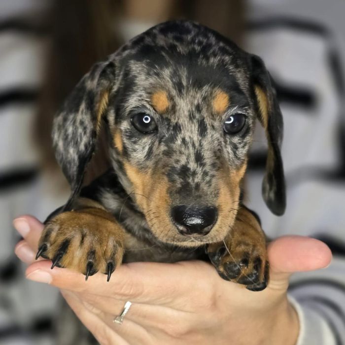 camadas de cachorros Dachshund