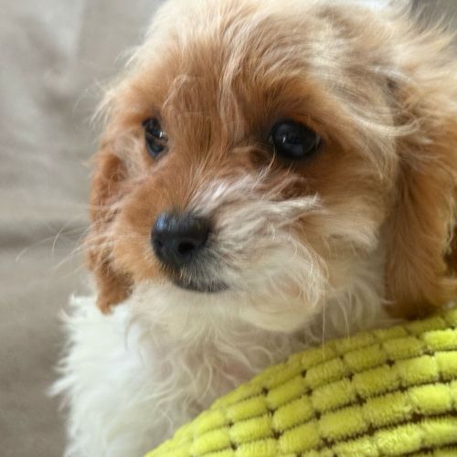 comprar un Cavapoo