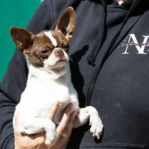 comprar un Chihuahua