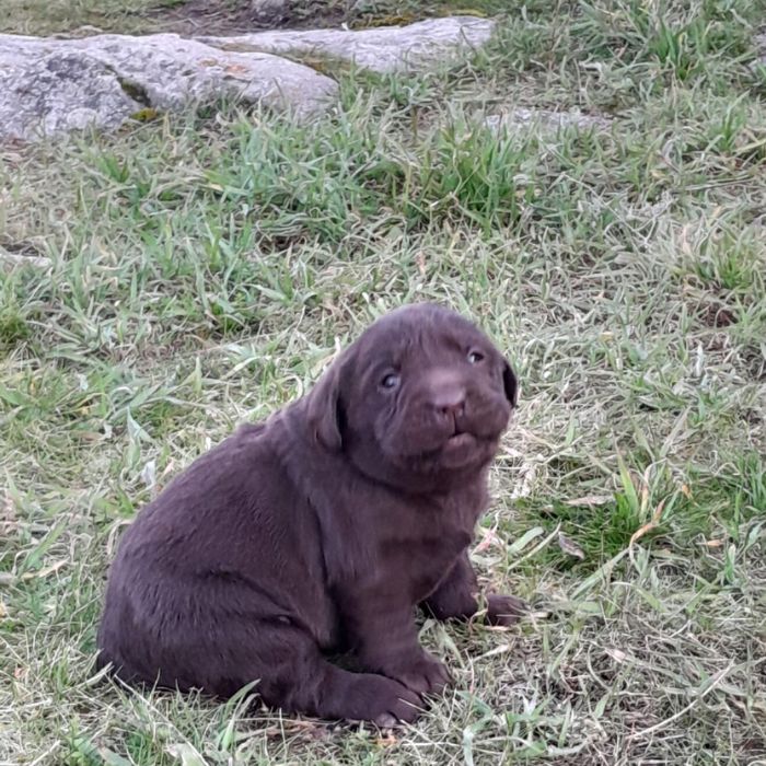 comprar un Labrador Retriever