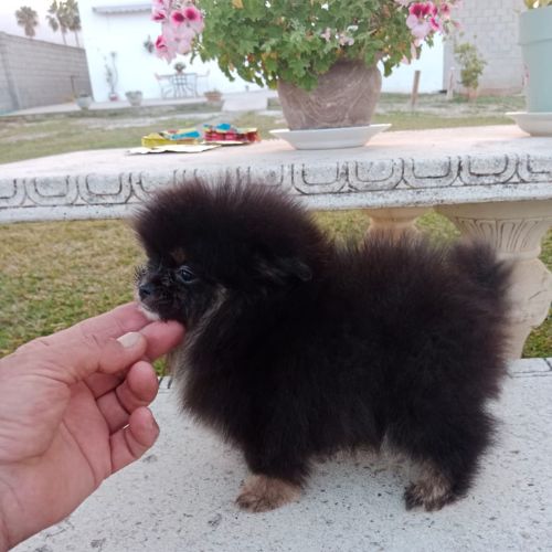 comprar un Pomerania