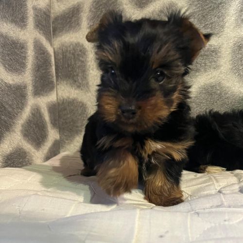 comprar un Yorkie Toy