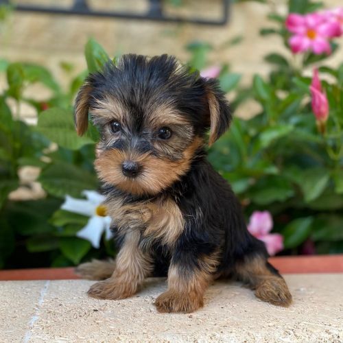 comprar un Yorkshire Terrier