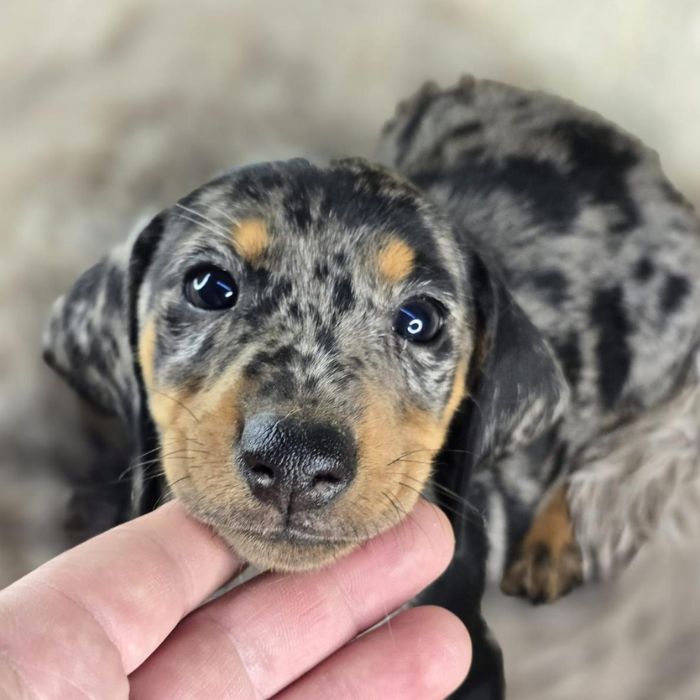 comprar un cachorro Teckel