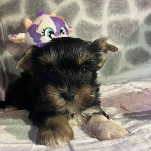 coste de un Yorkshire Terrier
