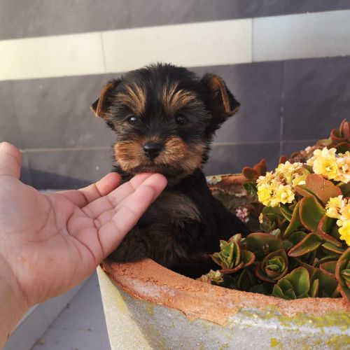 criadero Yorkshire Terrier