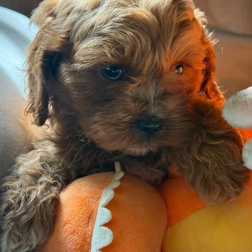 criadero de Cavapoo