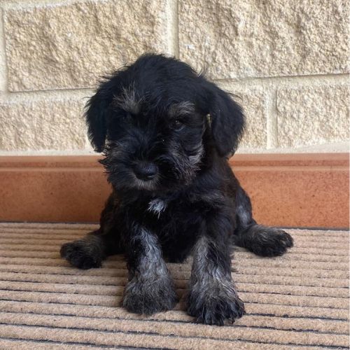 criadero de Schnauzer Mini
