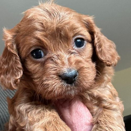 criaderos de Cavapoo