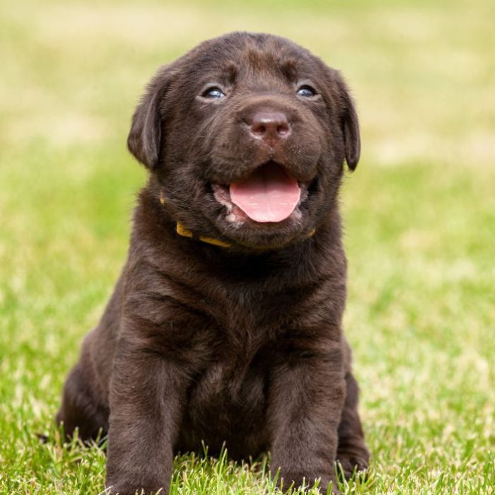 criaderos de Labrador Retriever