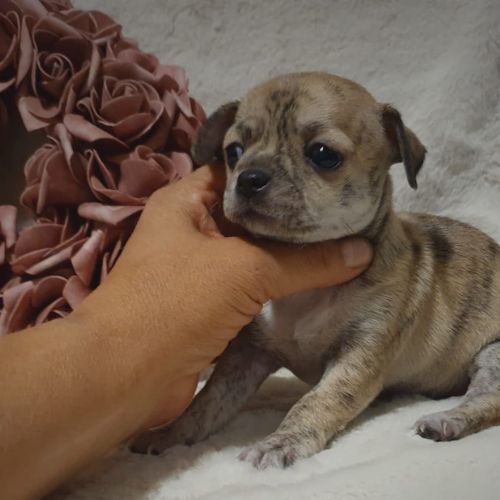 criador de Chihuahua