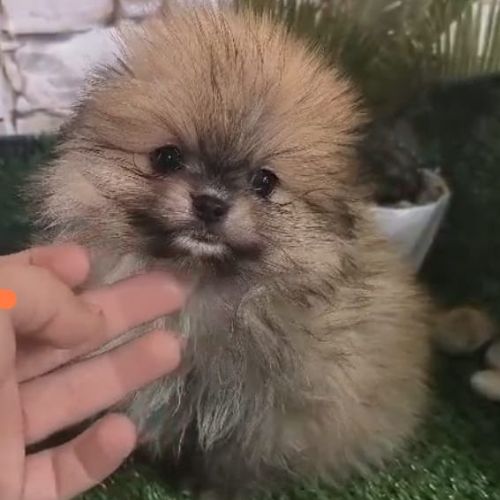 criador de Pomerania