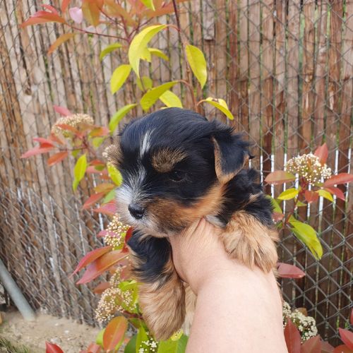 criador de Yorkshire Terrier